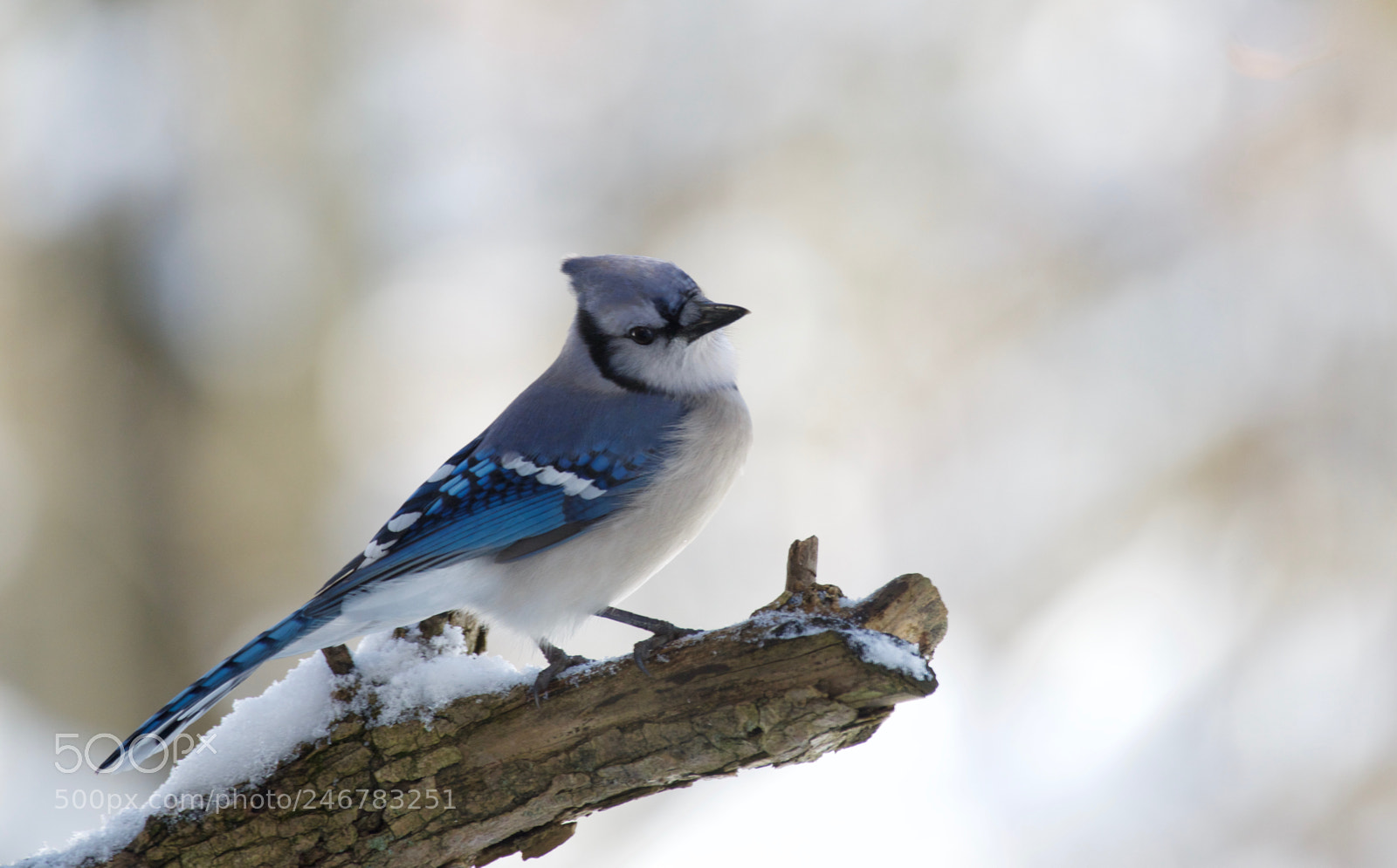 Nikon D810 sample photo. Blue jay in the photography