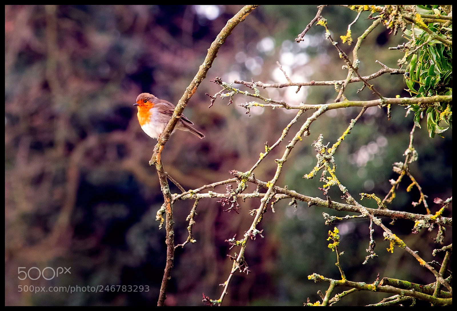 Canon EOS 1300D (EOS Rebel T6 / EOS Kiss X80) sample photo. Robin around photography