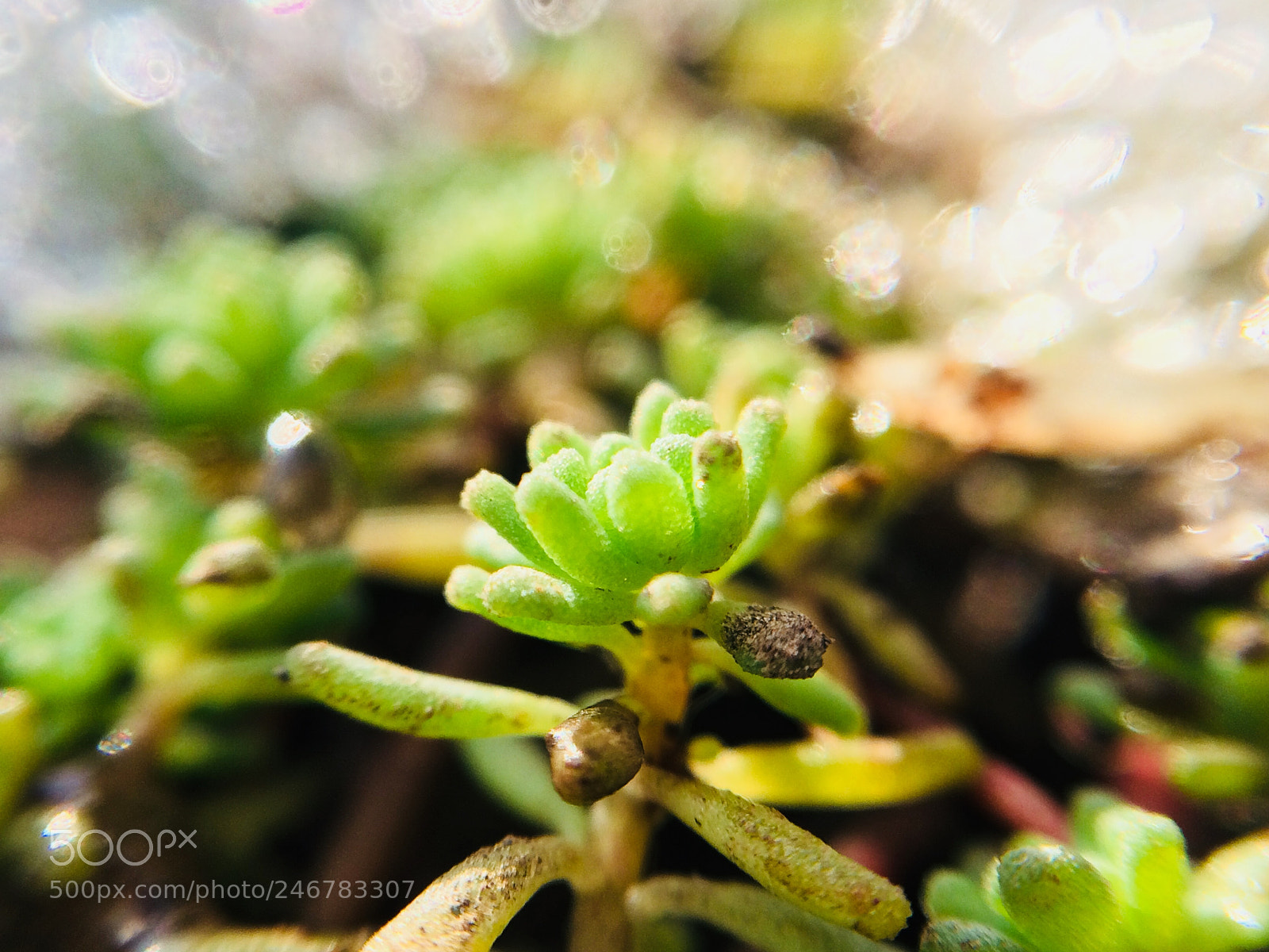 Apple iPhone 5s sample photo. Macro nature photography