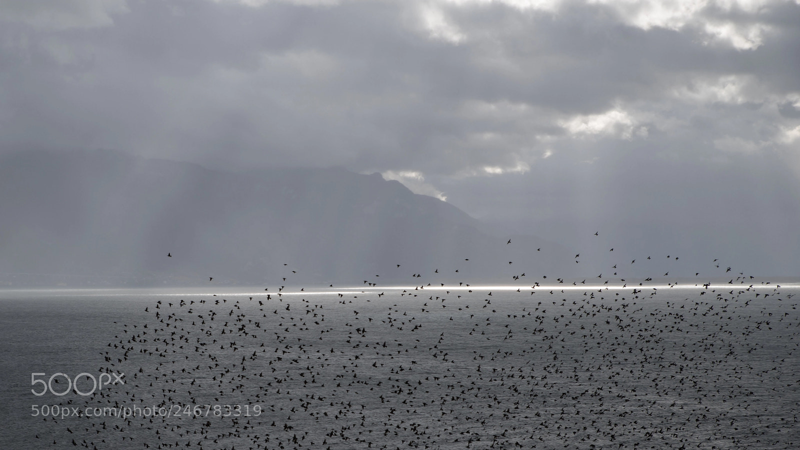 Pentax K-1 sample photo. Bird flight photography