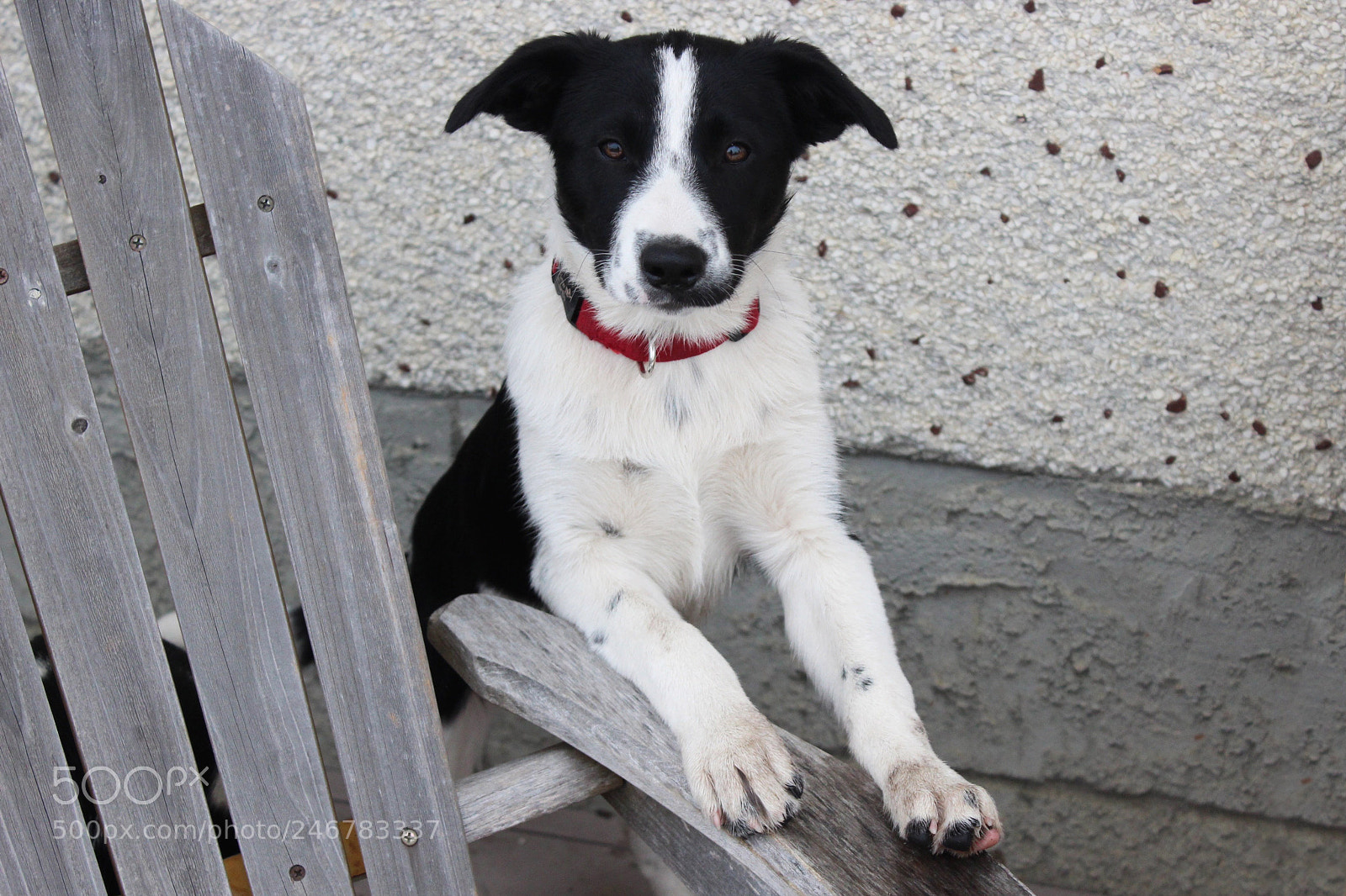 Canon EOS 600D (Rebel EOS T3i / EOS Kiss X5) sample photo. Pupper1 photography
