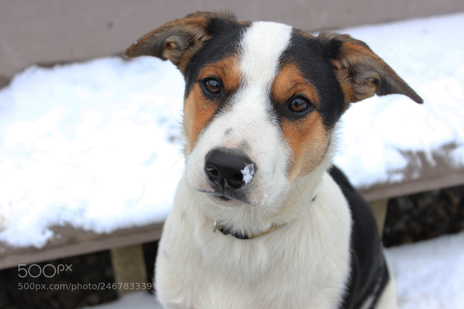 Canon EOS 600D (Rebel EOS T3i / EOS Kiss X5) sample photo. Pupper2 photography