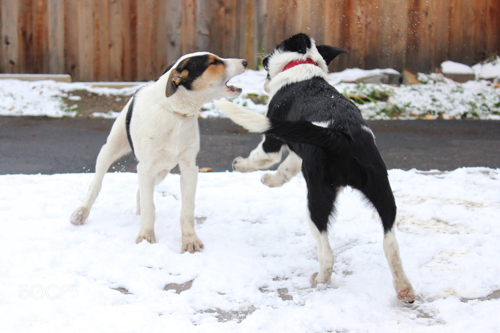 Canon EOS 600D (Rebel EOS T3i / EOS Kiss X5) sample photo. Pupper4 photography