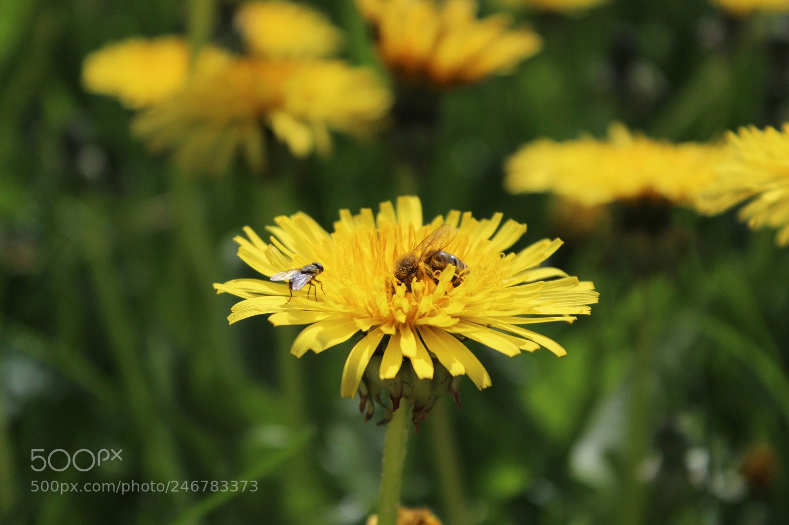 Canon EOS 600D (Rebel EOS T3i / EOS Kiss X5) sample photo. Bee4 photography