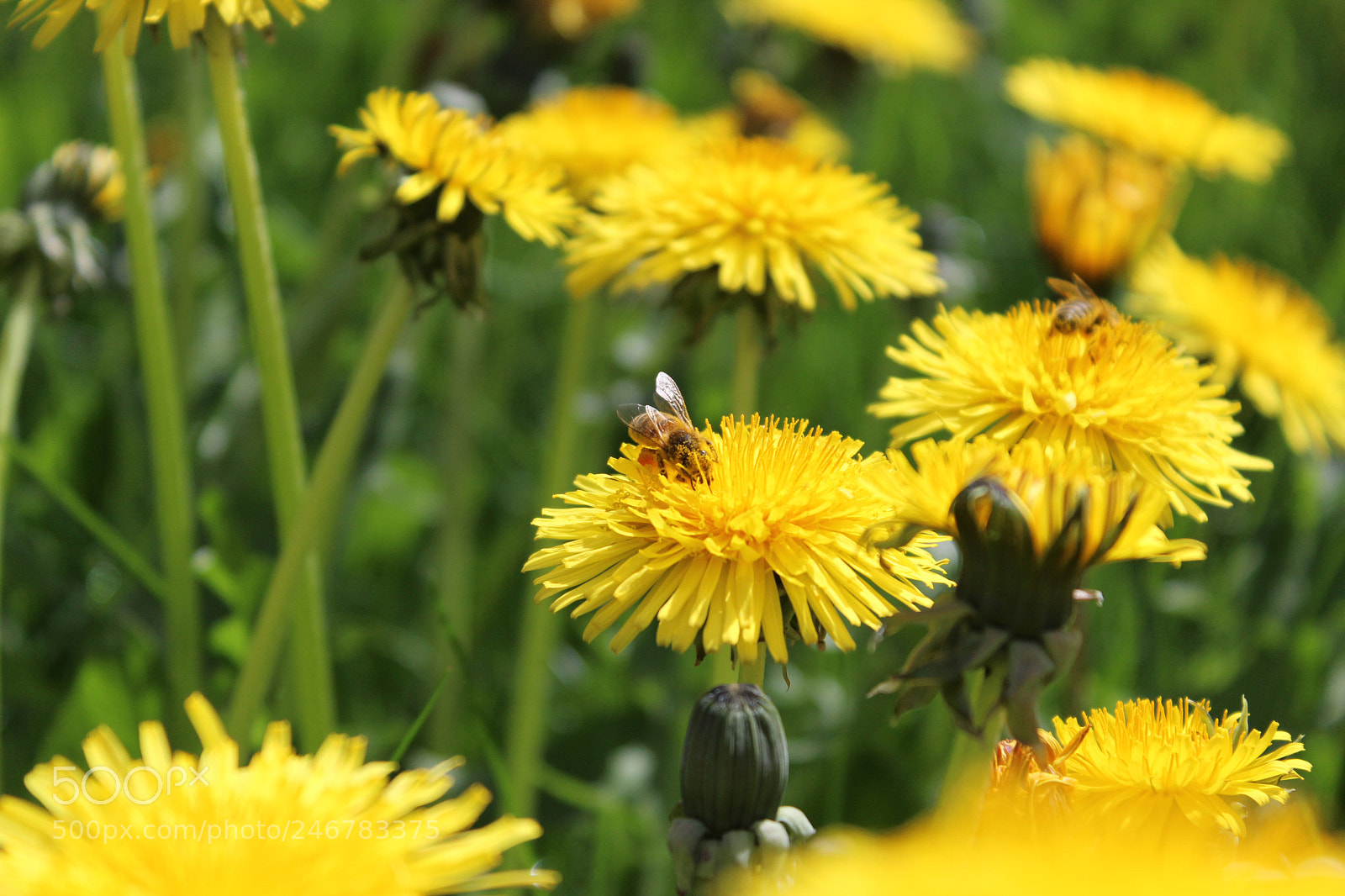 Canon EOS 600D (Rebel EOS T3i / EOS Kiss X5) sample photo. Bee3 photography