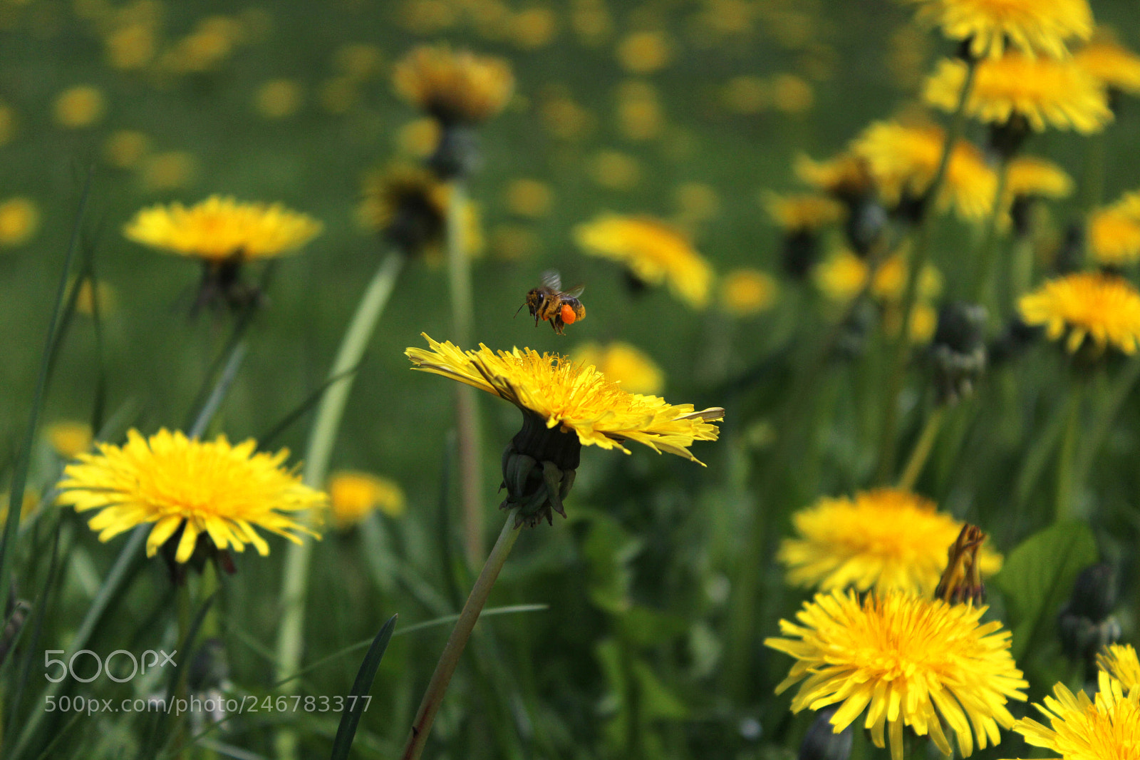 Canon EOS 600D (Rebel EOS T3i / EOS Kiss X5) sample photo. Bee2 photography