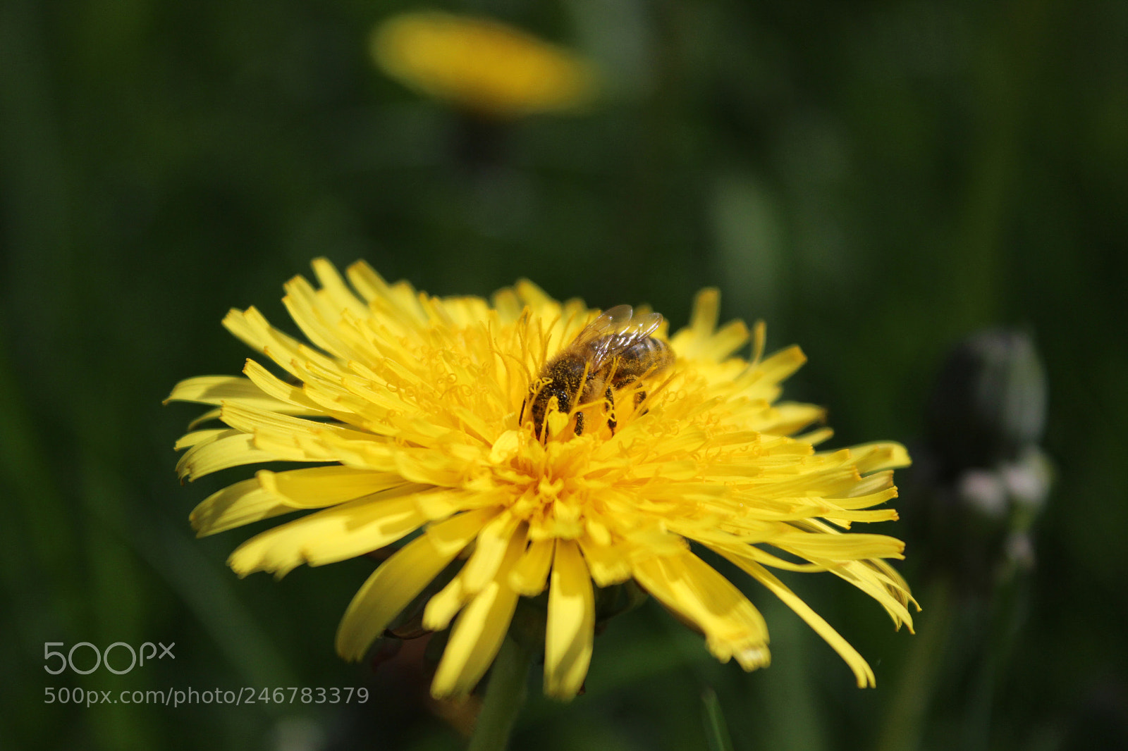 Canon EOS 600D (Rebel EOS T3i / EOS Kiss X5) sample photo. Bee6 photography