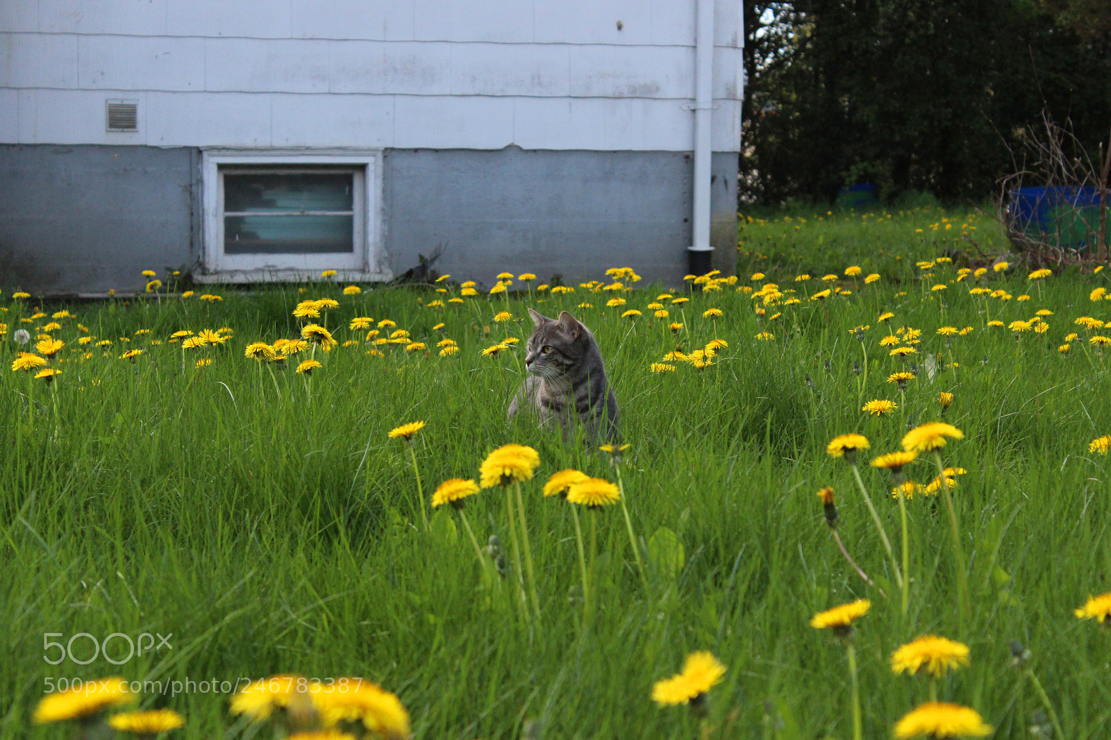 Canon EOS 600D (Rebel EOS T3i / EOS Kiss X5) sample photo. Bee10 photography