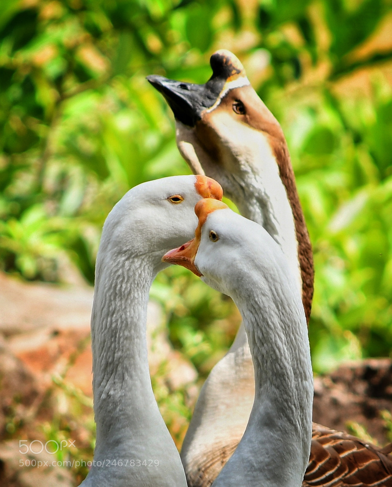 Nikon D7500 sample photo. Los gansos photography