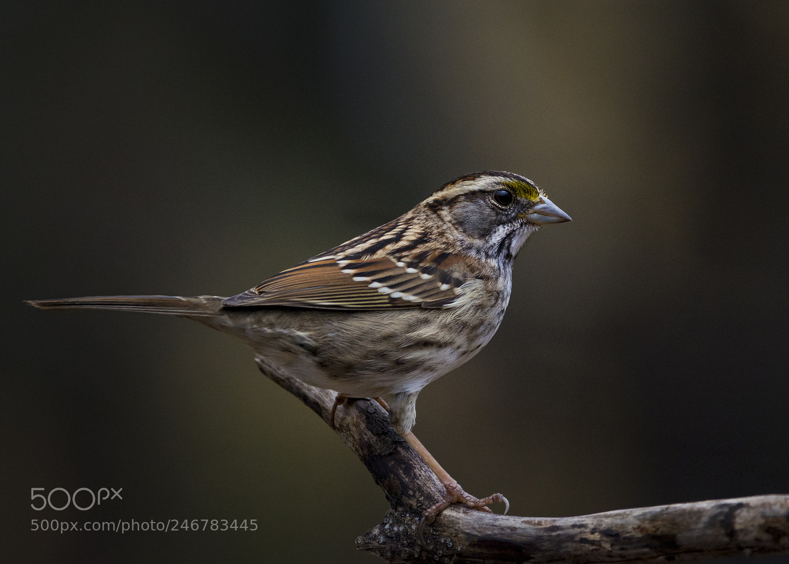 Nikon D7100 sample photo. White-throated sparrow photography