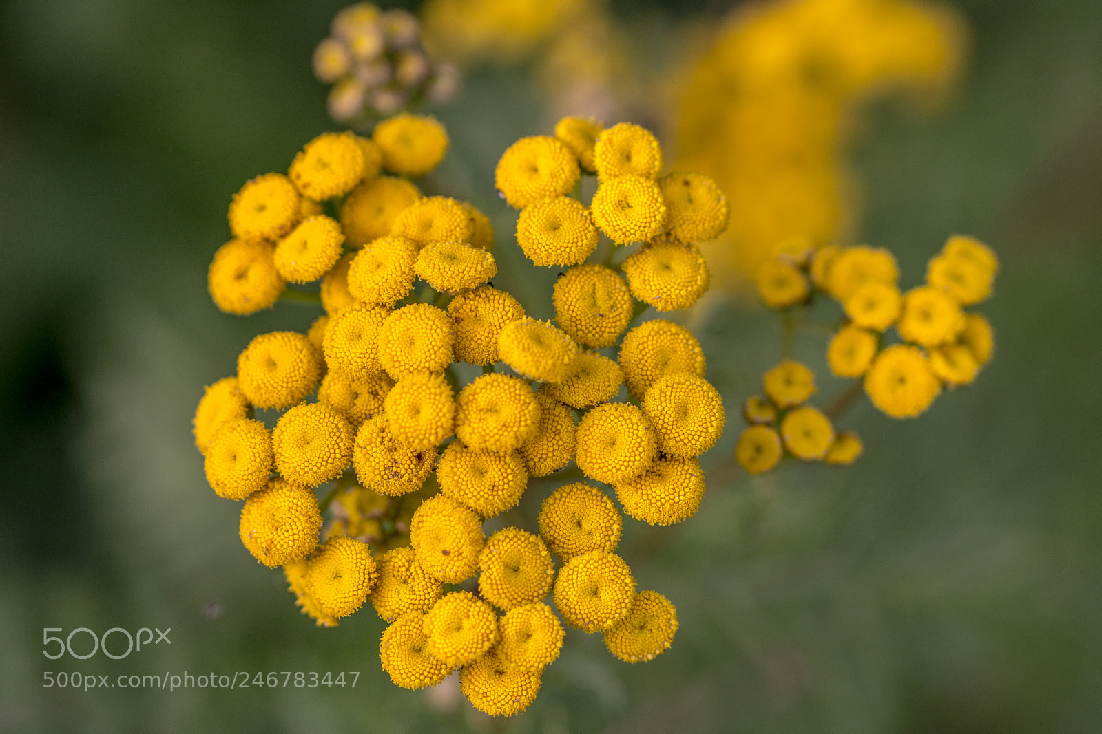 Sony SLT-A65 (SLT-A65V) sample photo. Yellow blossoms photography