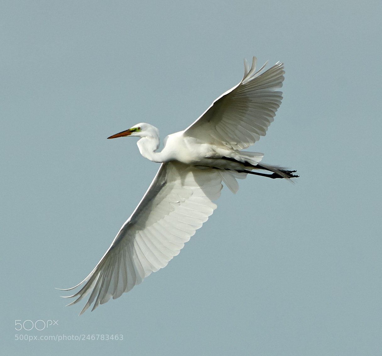 Canon EOS-1D X Mark II sample photo. 02-20-18-0004357.jpg photography