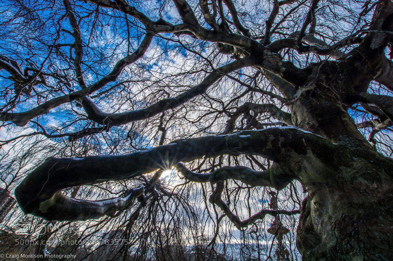 Nikon D7100 sample photo. Tree in park photography