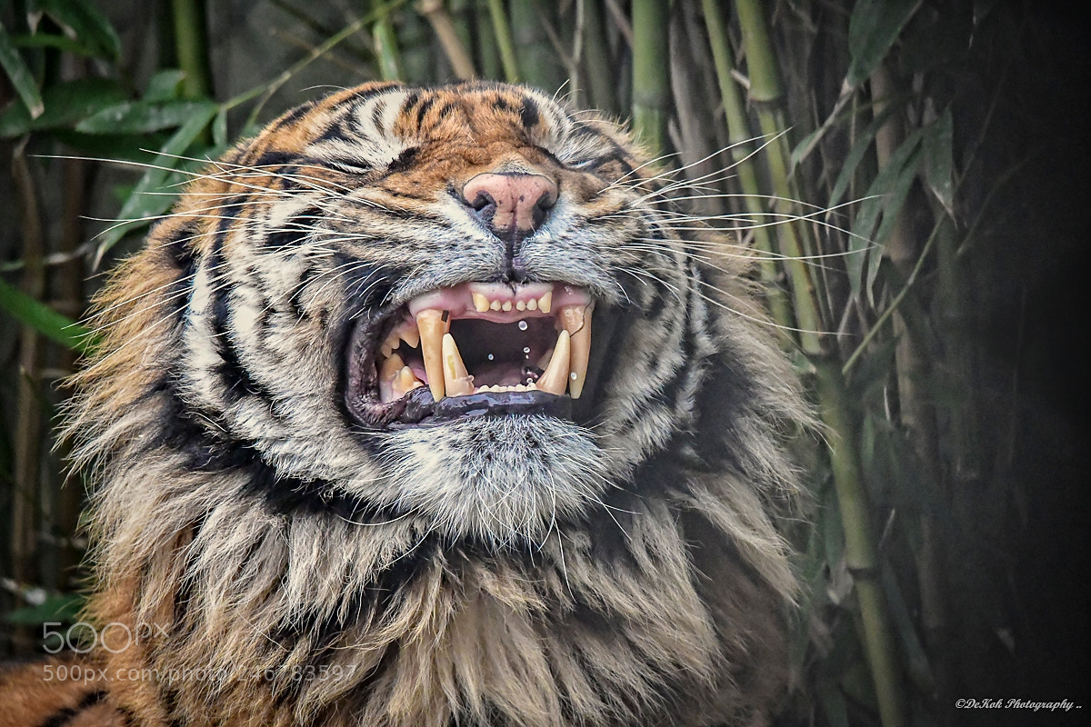 Nikon D500 sample photo. Portrait sumatran . photography