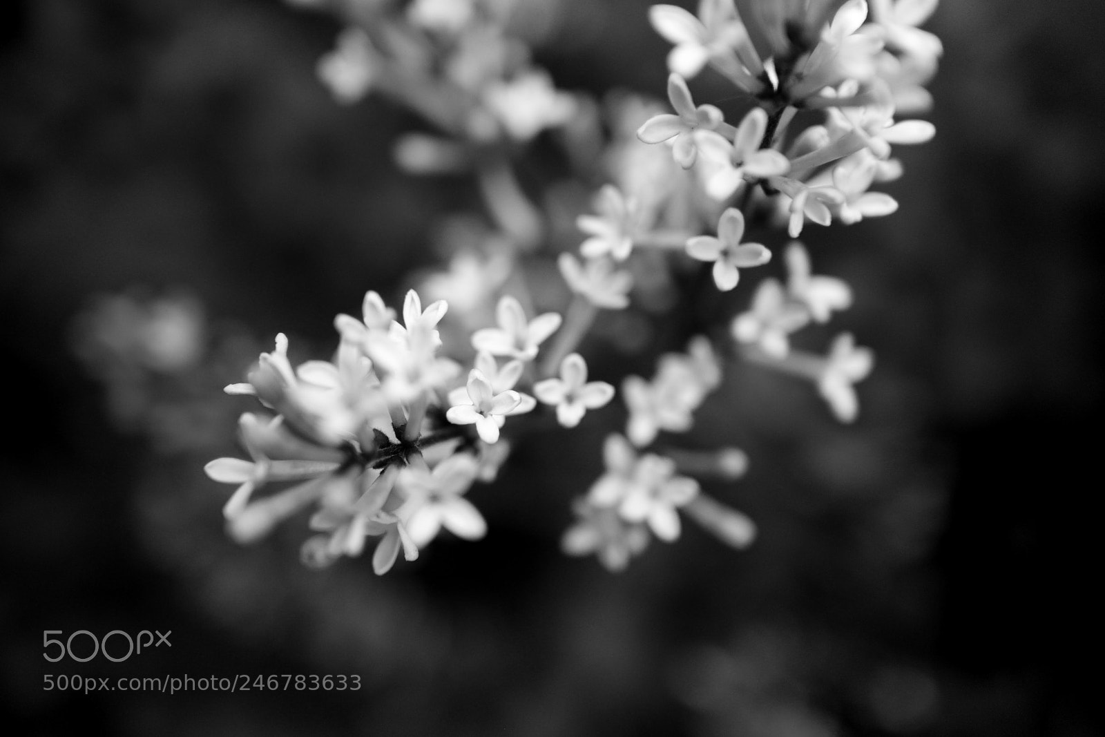 Canon EOS M sample photo. Flowers photography