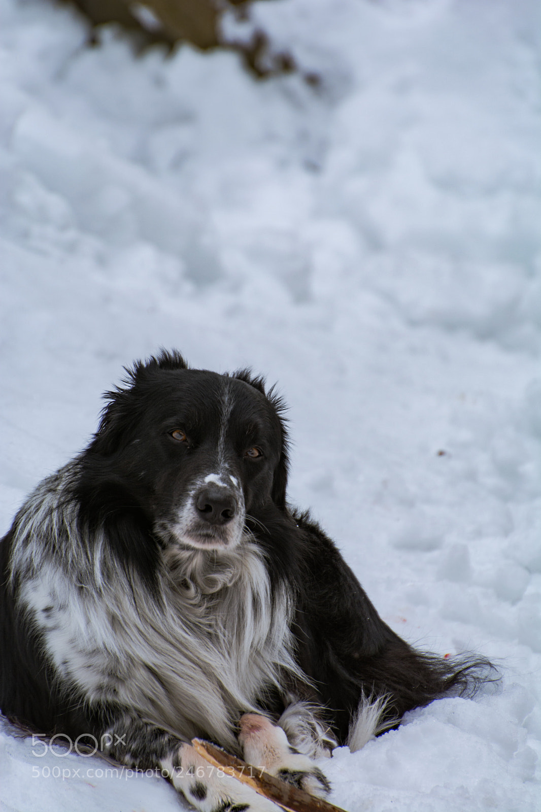 Nikon D5200 sample photo. Dog loves winter photography