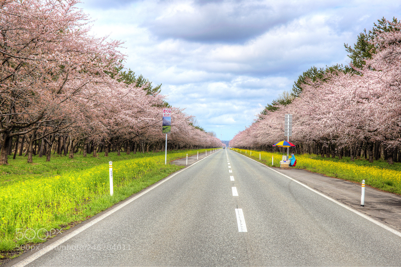 Canon EF 24-70mm F4L IS USM sample photo. 八朗瀉櫻花大道 photography