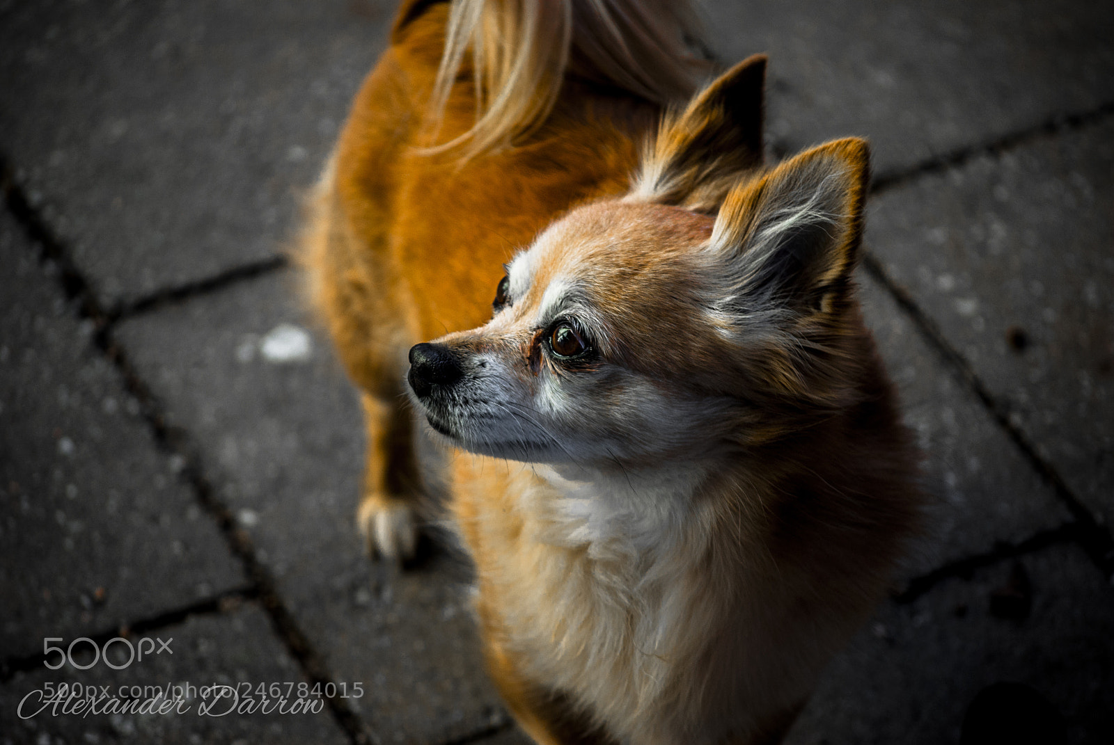 Nikon D60 sample photo. Bandit photography