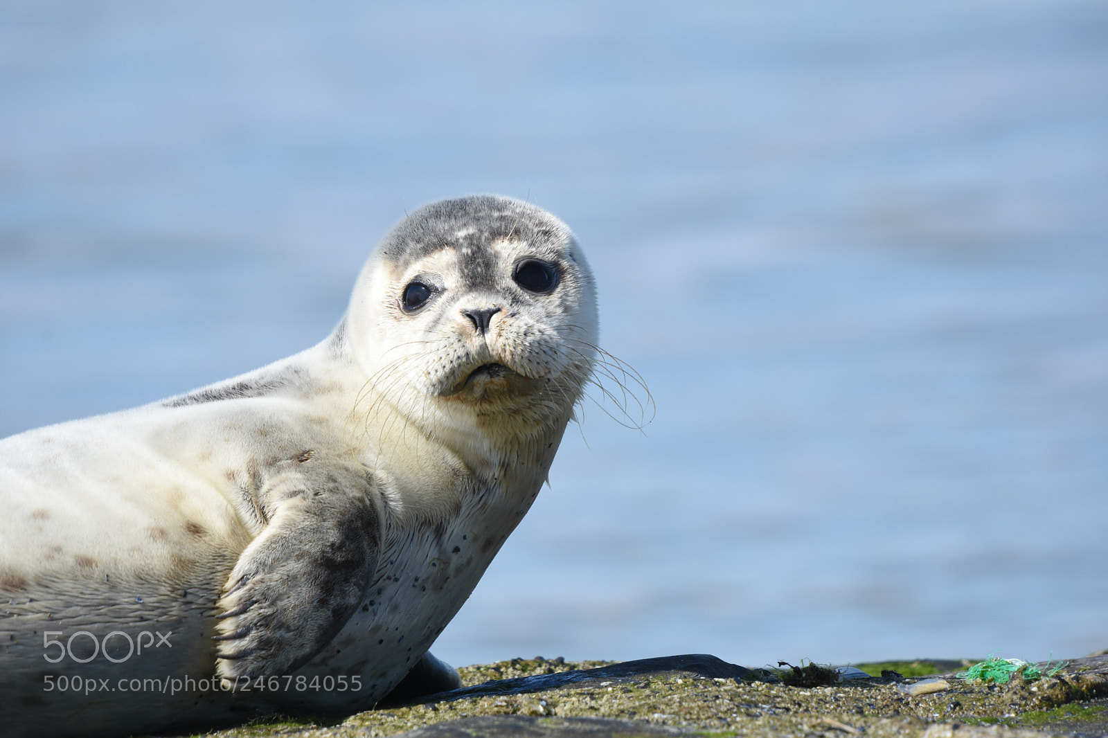 Nikon D7200 sample photo. Zeehond photography