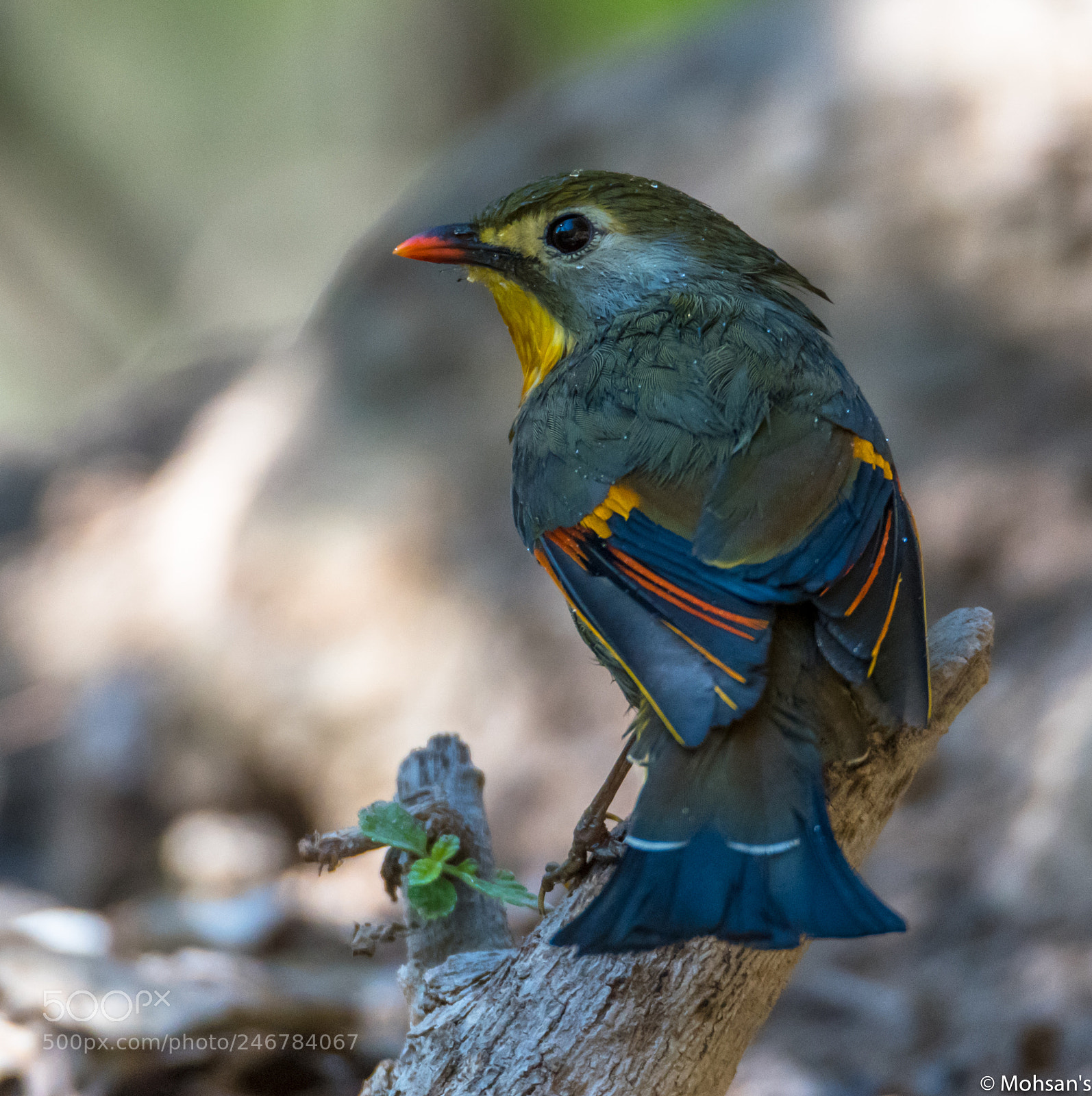 Nikon D750 sample photo. Red-billed leiothrix photography