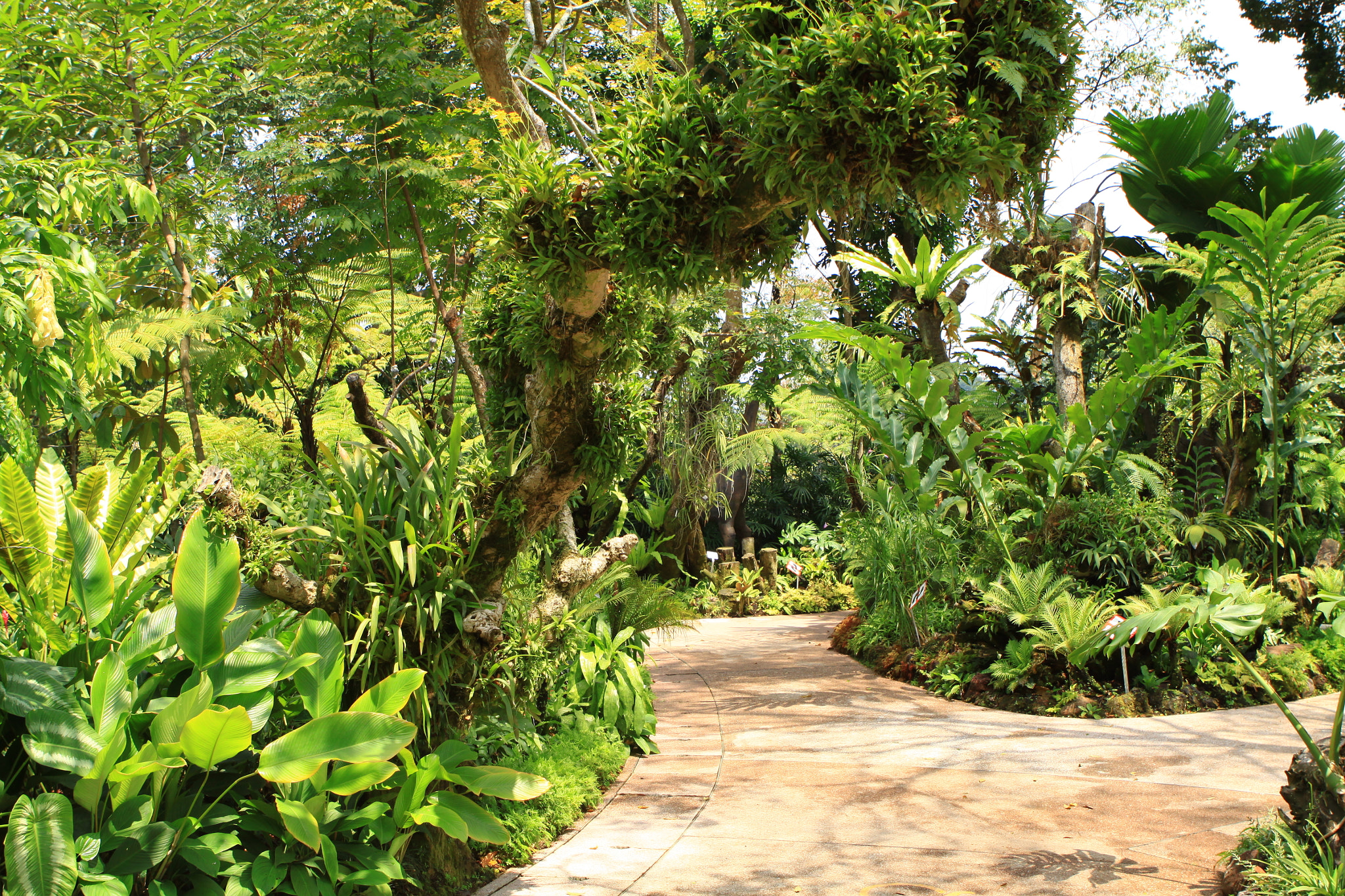 Canon EOS 50D sample photo. Singapore botanic gardens photography