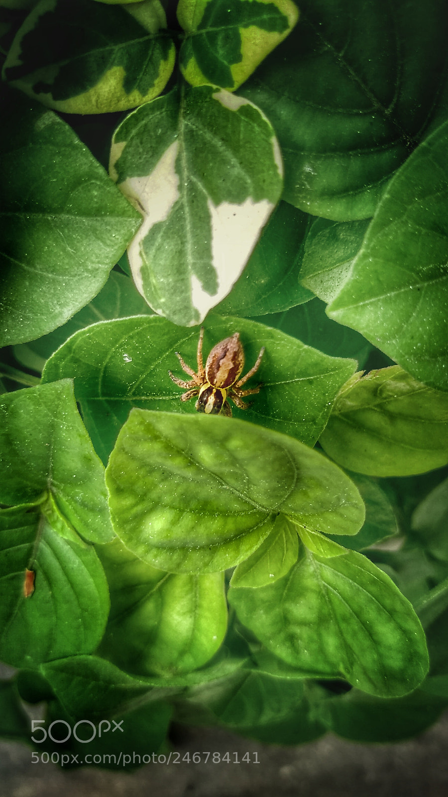Motorola Moto G (5S) sample photo. Untitled photography
