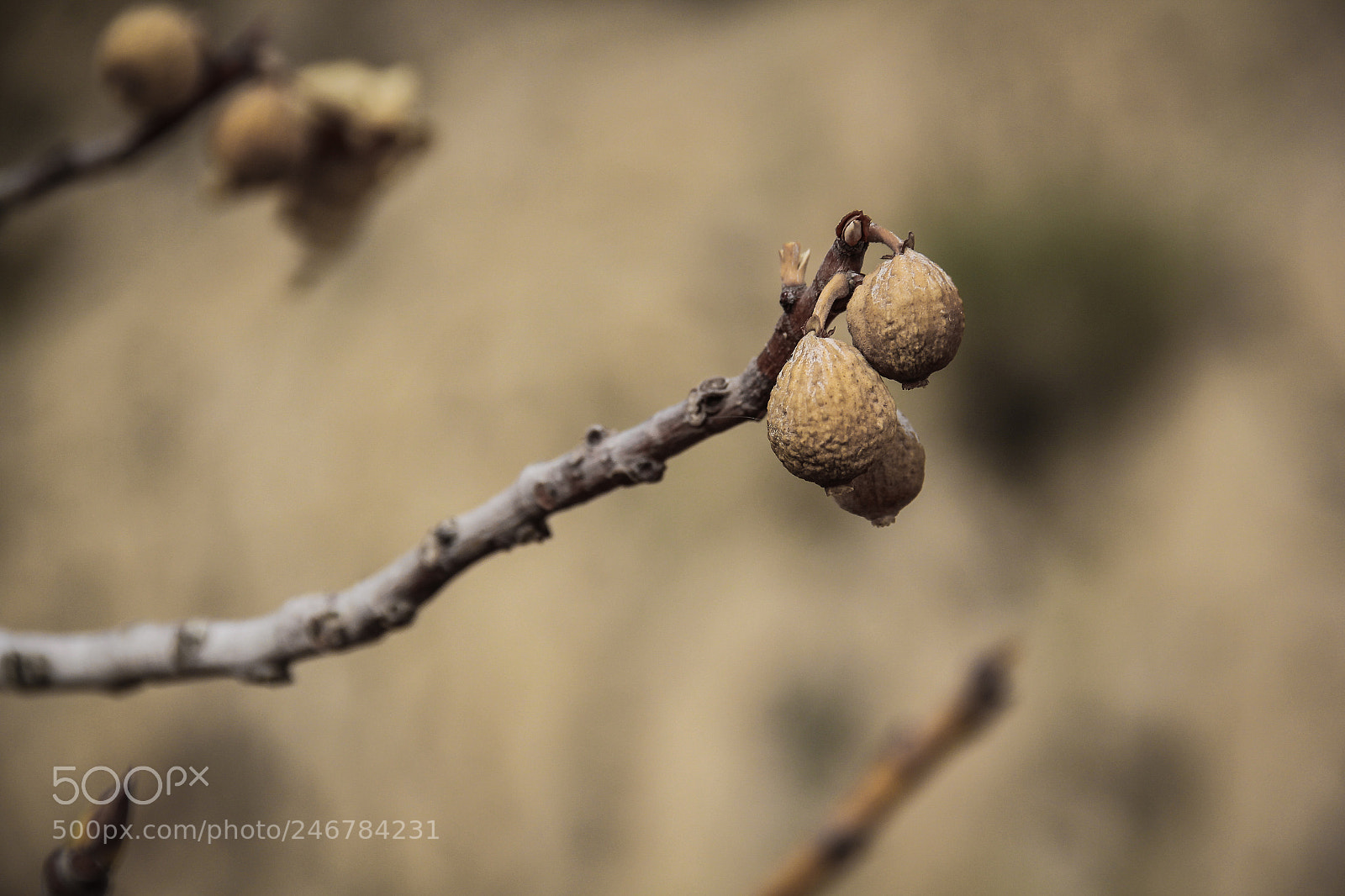 Canon EOS 550D (EOS Rebel T2i / EOS Kiss X4) sample photo. Gold figs photography