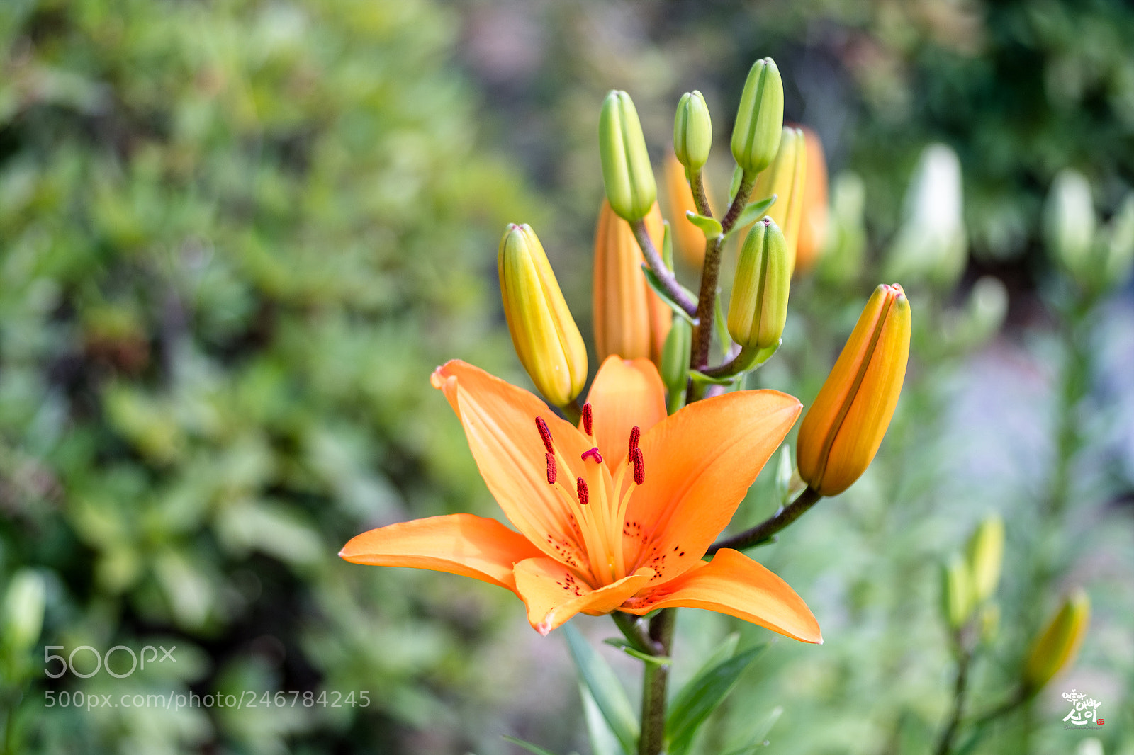 Fujifilm X-T2 sample photo. Lily photography
