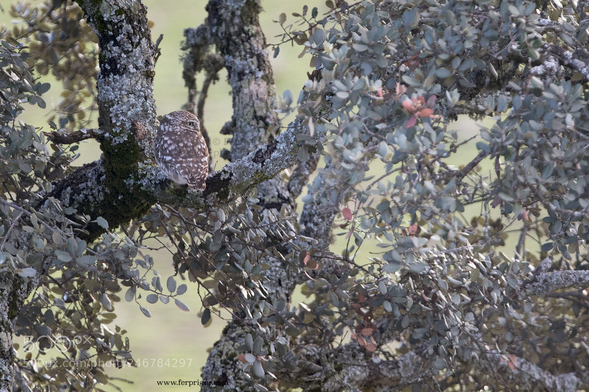 Canon EOS 7D Mark II sample photo. Little owl photography