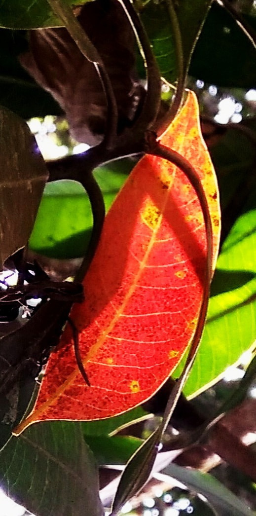 Xiaomi MI MAX sample photo