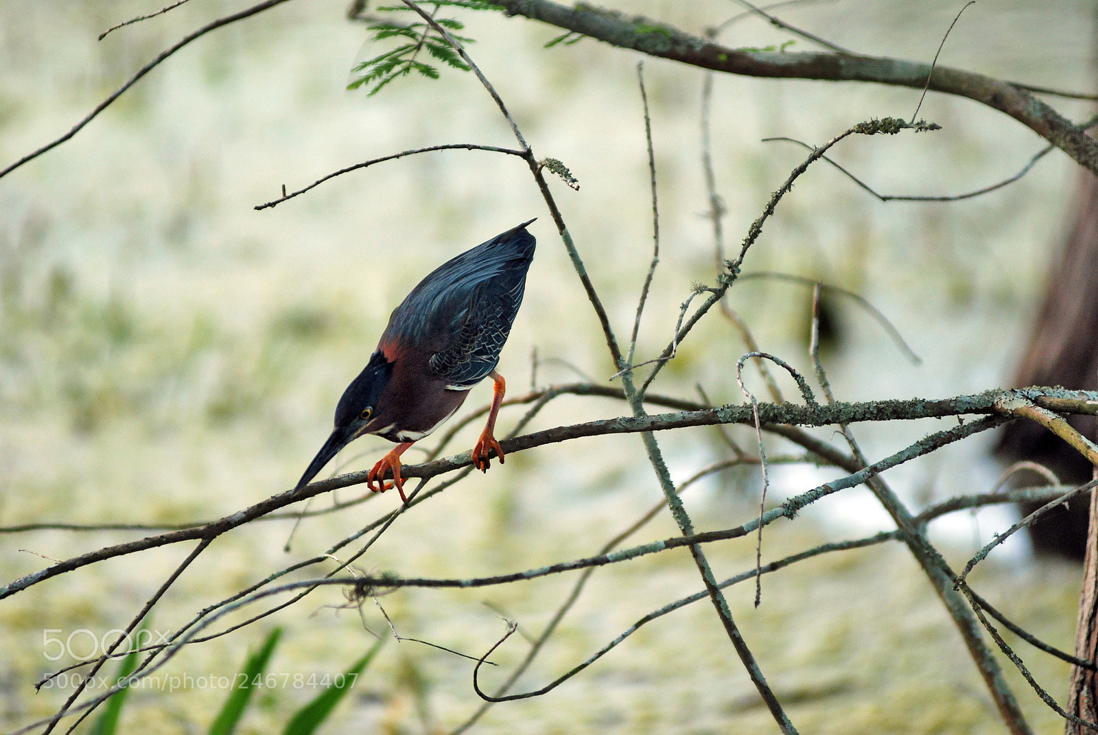 Nikon D80 sample photo. Green heron fishing in photography