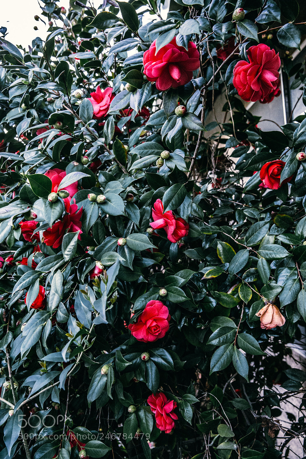 Canon EOS-1D X sample photo. Camellia kodachrome photography