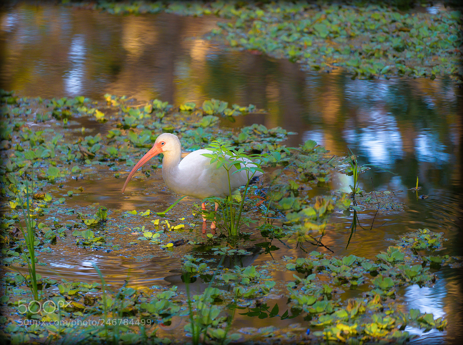 Sony a7 sample photo. Ibis in the sanctuary photography