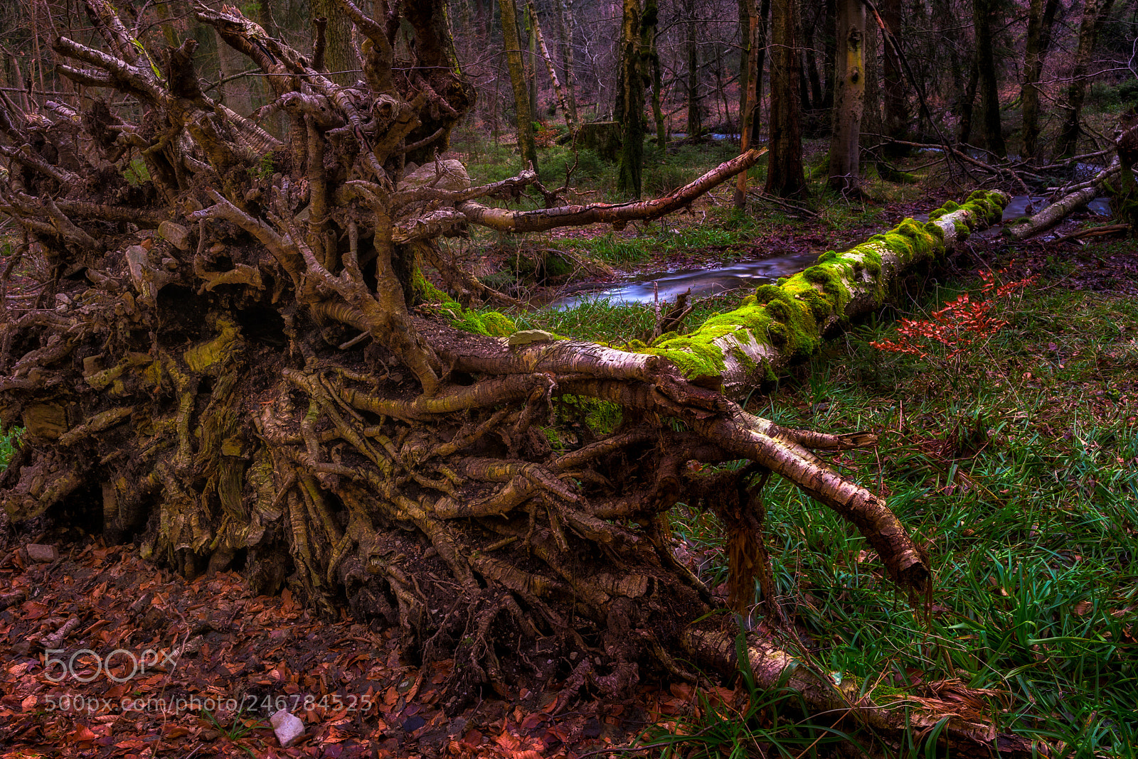 Nikon D810 sample photo. Uprooted photography