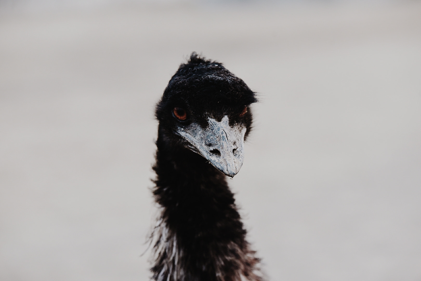 Sigma 70-200mm F2.8 EX DG OS HSM sample photo. Wuti photography