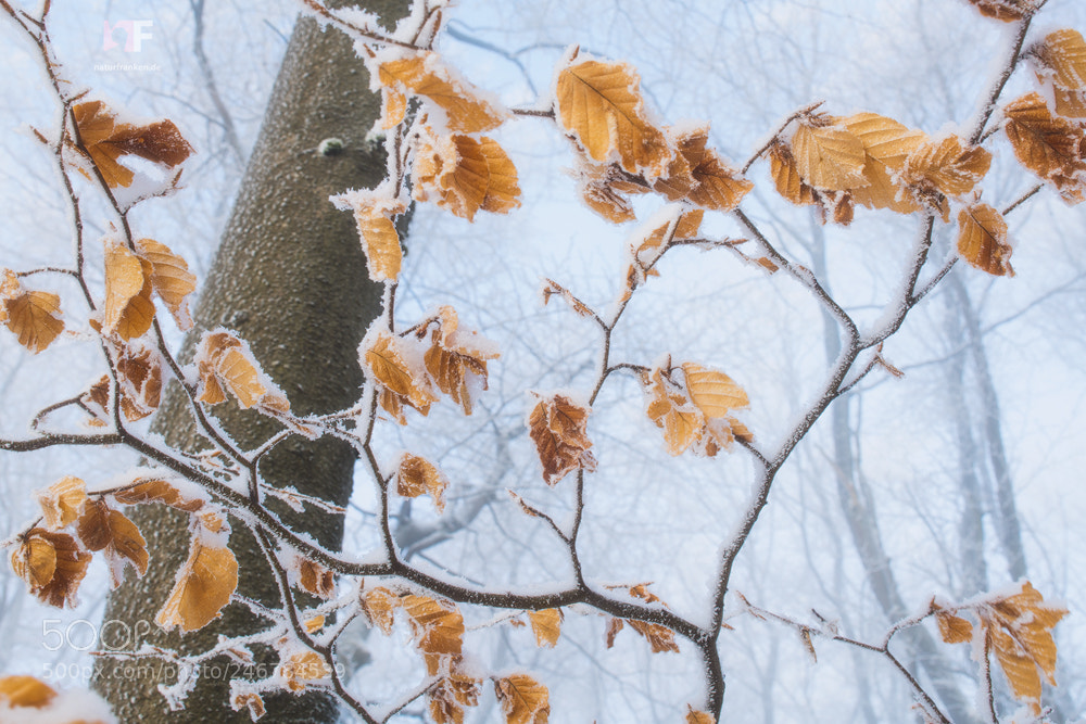 Nikon D850 sample photo. Contrasts photography