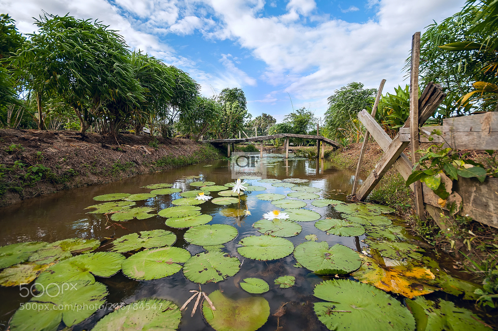 Nikon D90 sample photo. Beautiful lake with waterlily photography