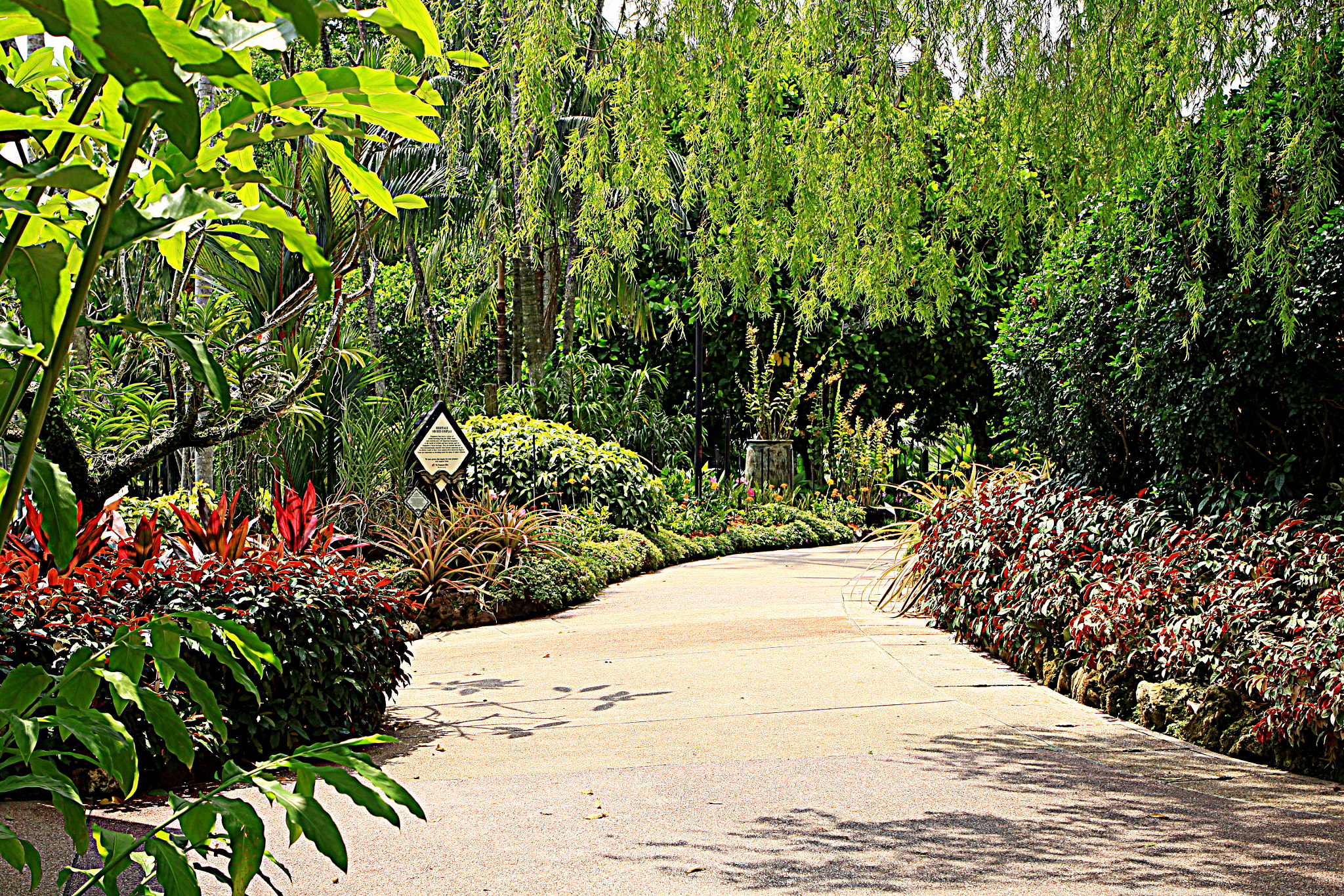 Canon EOS 50D sample photo. Singapore botanic garden photography
