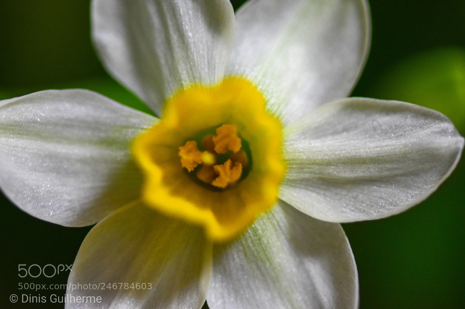 Nikon D7200 sample photo. Narcissus of chinese new photography