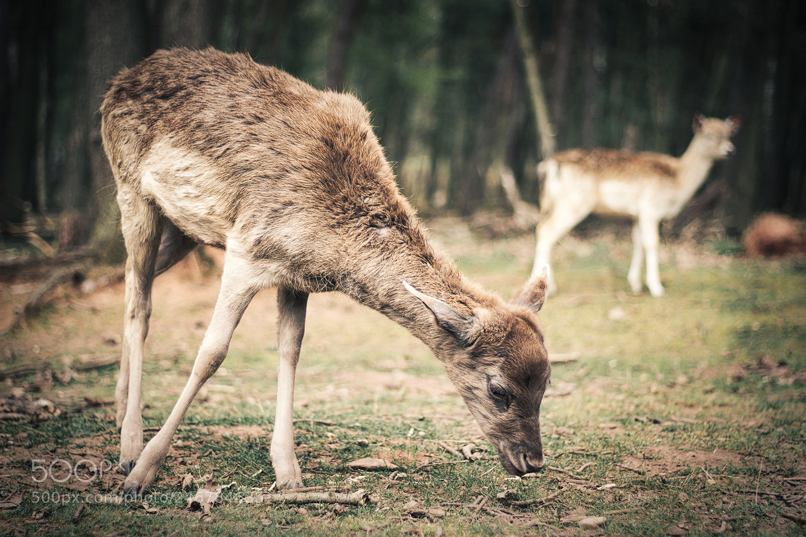 Canon EOS 600D (Rebel EOS T3i / EOS Kiss X5) sample photo. Wildlife up close photography