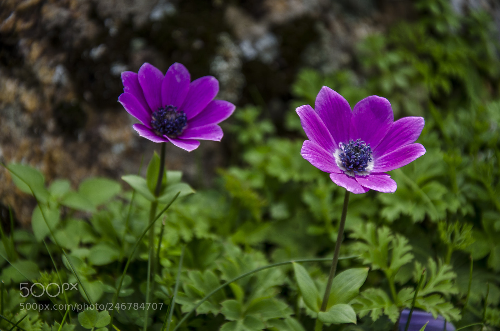 Nikon D5100 sample photo. Anemons are blooming photography