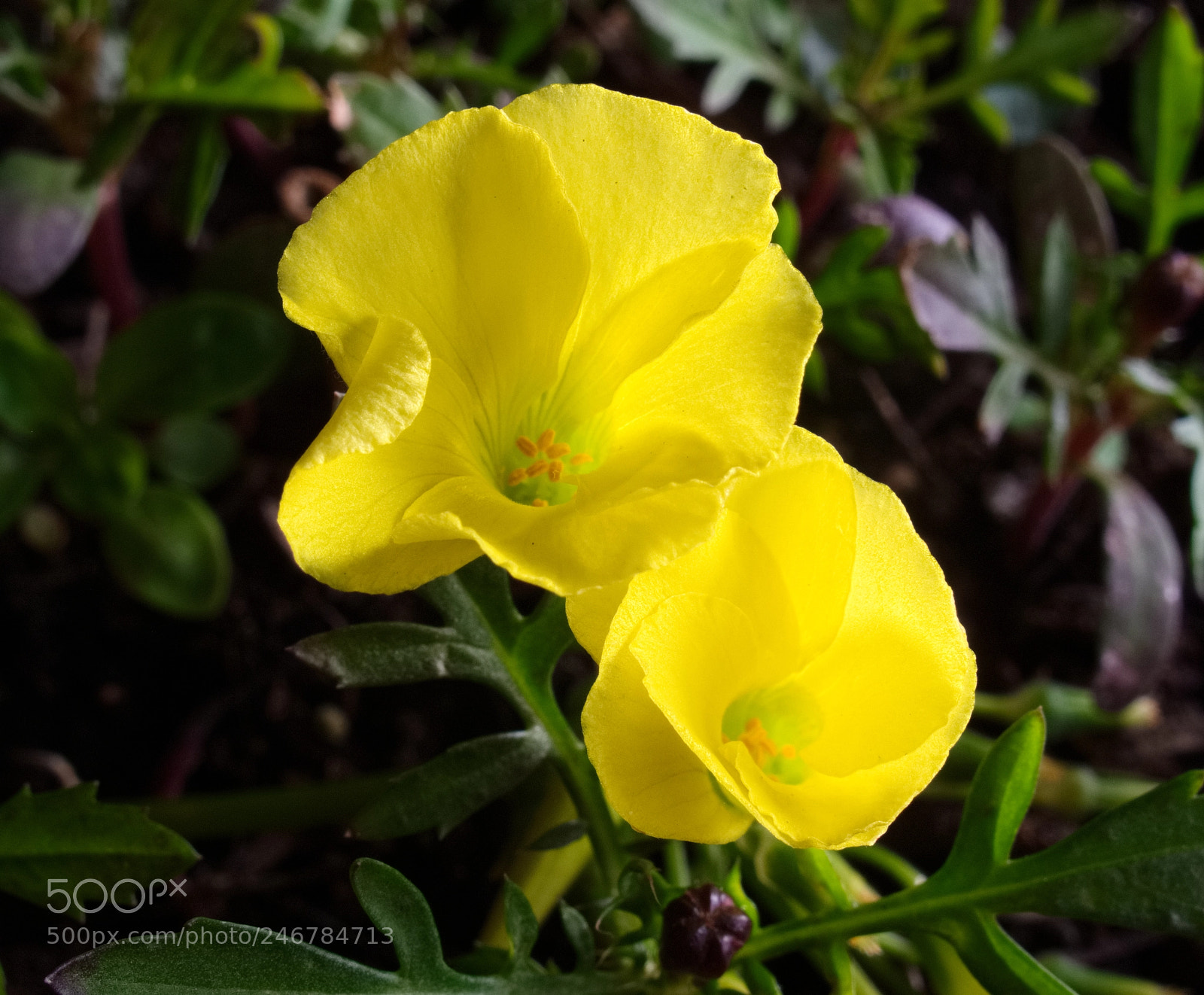 Canon PowerShot G10 sample photo. ...bermuda buttercup photography