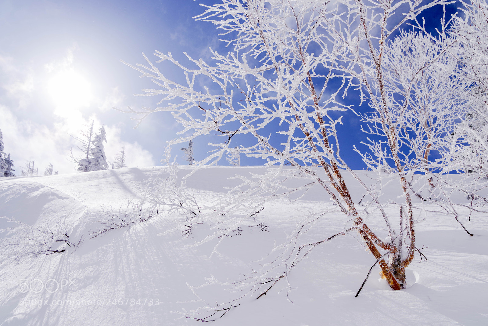 Pentax K-1 sample photo. 心躍る小さな樹氷の丘 photography