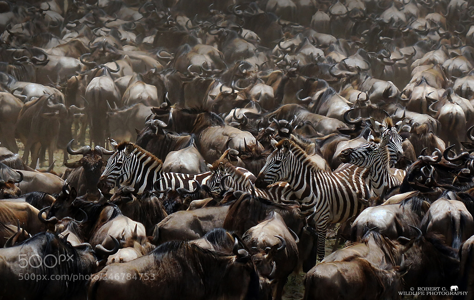 Sony SLT-A77 sample photo. Migration photography