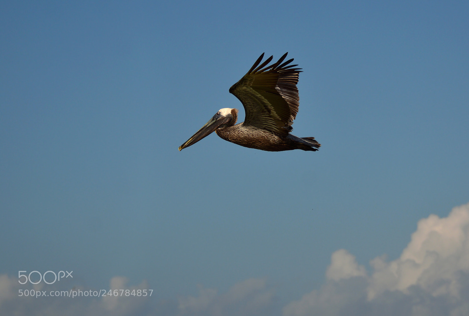 Nikon D3200 sample photo. Pelican flying over the photography