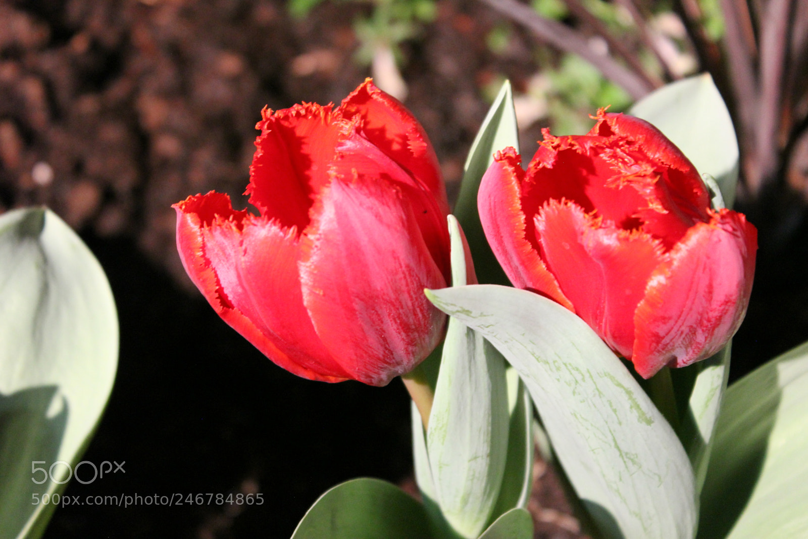 Canon EF-S 18-55mm F3.5-5.6 IS sample photo. Tulips, canada blooms, toronto photography