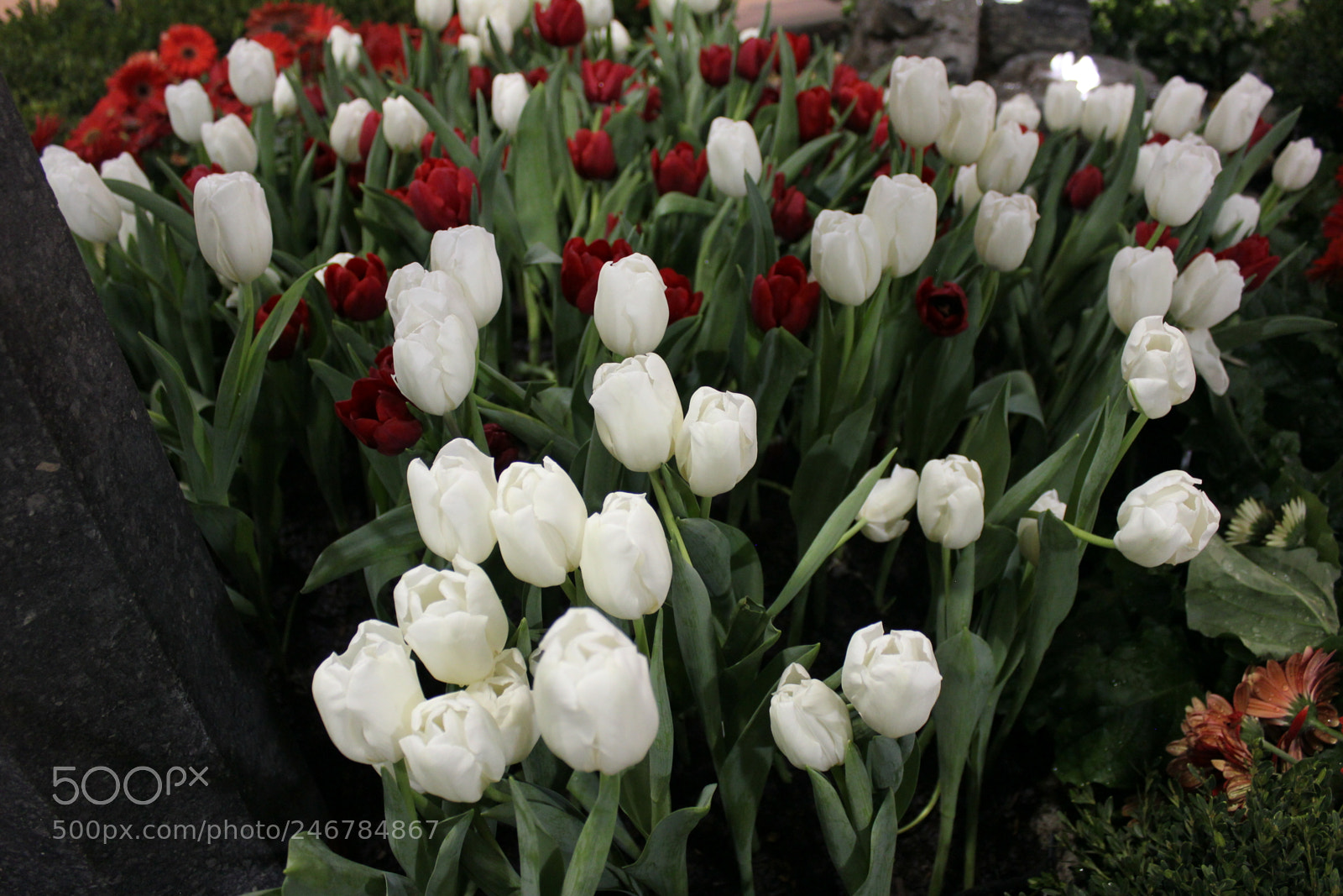 Canon EF-S 18-55mm F3.5-5.6 IS sample photo. Tulips, canada blooms, toronto photography