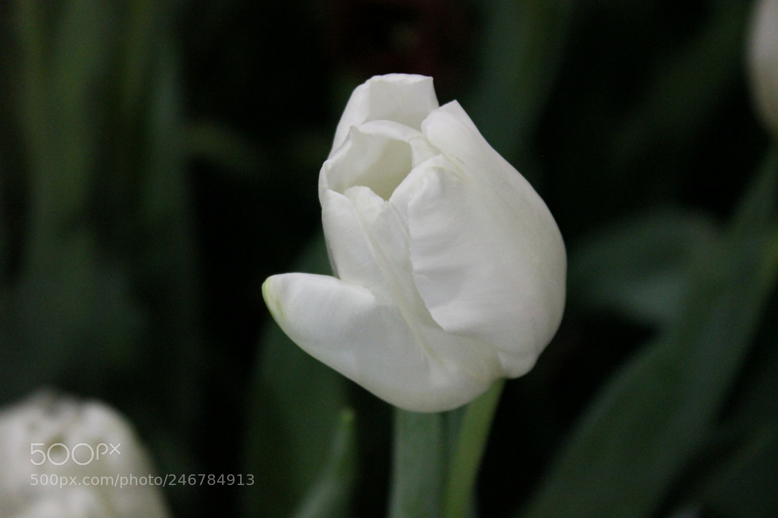 Canon EF-S 18-55mm F3.5-5.6 IS sample photo. Tulips, canada blooms, toronto photography