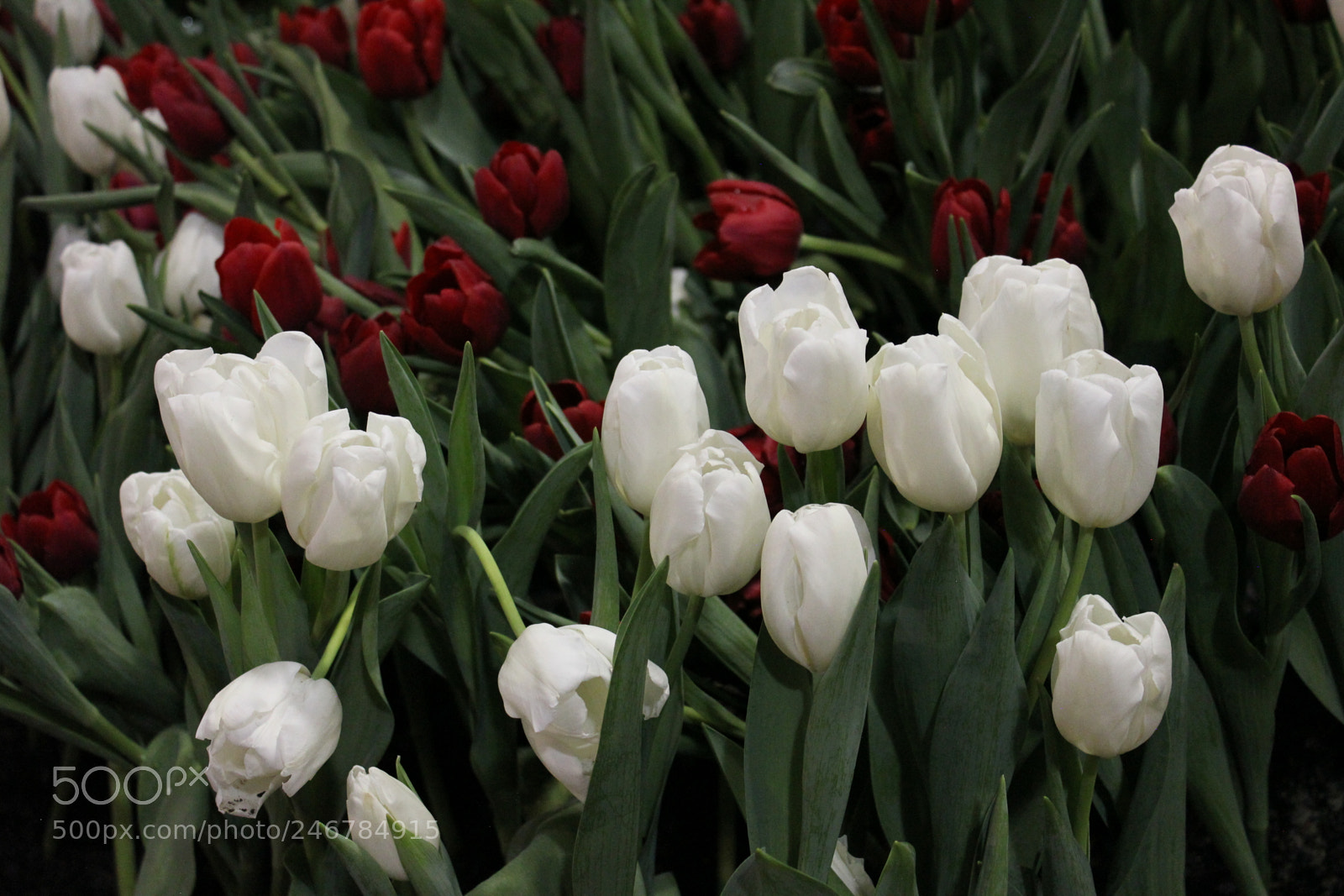 Canon EF-S 18-55mm F3.5-5.6 IS sample photo. Tulips, canada blooms, toronto photography