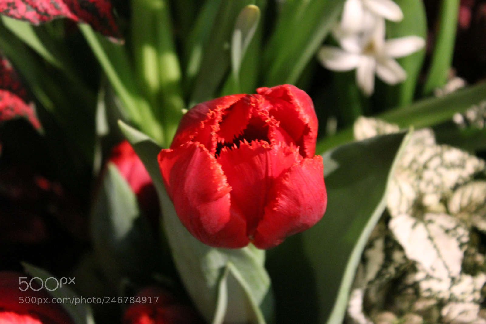 Canon EF-S 18-55mm F3.5-5.6 IS sample photo. Tulips, canada blooms, toronto photography